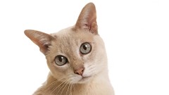 Cats white background faces