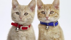 Cats white background funny