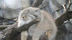 Cats wildcat manul