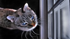 Cats window