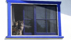 Cats window panes