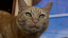 Cats window panes animal