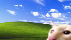 Cats windows xp microsoft