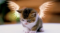 Cats wings Kittens angels