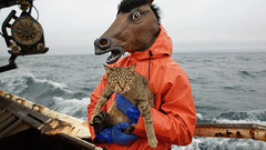 Cats WTF funny Boats