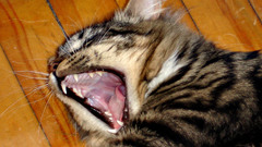 Cats yawns