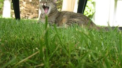 Cats yawns Animal Collective