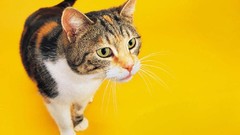 Cats yellow background