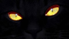 Cats yellow eyes