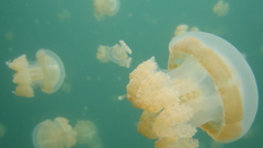 Cauliflower jellyfish Aquarium and