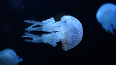 Cauliflower jellyfish Aquarium and