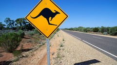 Caution signs crossing kangaroos