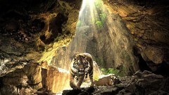 Cave Tigers wild animals
