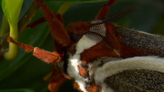 Cecropiamoth cecropia moth insect