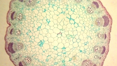 Cell