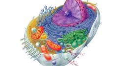 Cell biology artwork cells