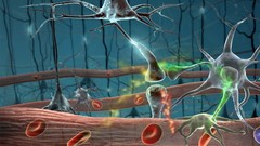 Cells neurons 3d cgi