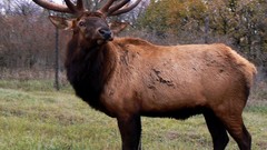 Cervus canadensis high