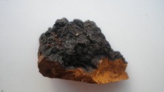 Chaga mushroom what is