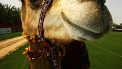 Chameau Camels kamel face