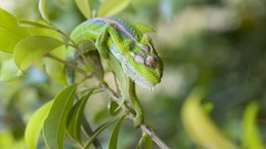 Chameleons