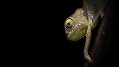 Chameleons