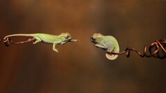 chameleons blurred twigs Reptiles jumping Animals wildlife