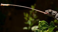 Chameleons national geographic Reptiles