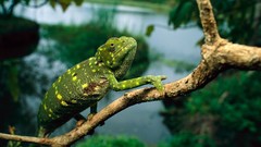 Chameleons national geographic Reptiles