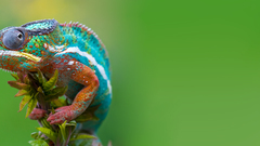 Chameleons reptile
