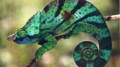 Chameleons Reptiles