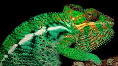 Chameleons Reptiles