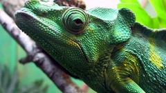Chameleons Reptiles
