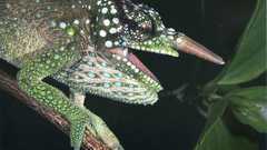 Chameleons Reptiles branches