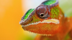 Chameleons Reptiles bright