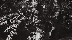 Charles marville young man