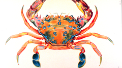 Charybdis erthodactyla lamarck high