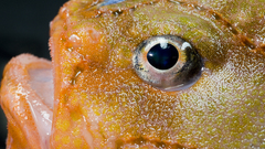 Chaunax eye howard hires