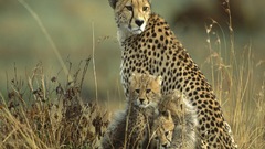Cheetah cubs Animals