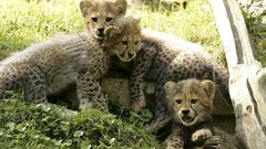 Cheetahs