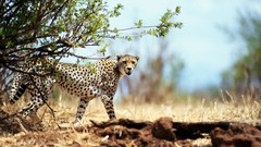 Cheetahs Africa