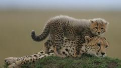 Cheetahs cubs baby animals