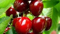 Cherries