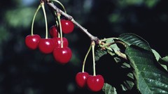 Cherries
