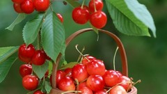 Cherries