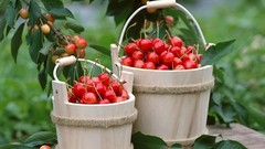 Cherries
