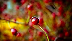 Cherries bokeh macro