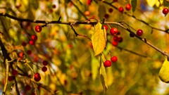 cherries branch fruit leaves Plants outdoors