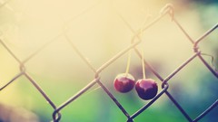 Cherries fences fruits sunlight Chain Link Fence