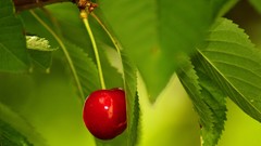 Cherries macro fruits